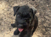 Patterdale x Lakeland terrier puppies