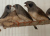 9 x Baby finch