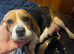 Stunning beagle boy