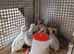 Guinea Fowl Keets