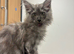 2 beautiful Maine coon boys