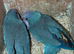 Very beautiful blue Quacker breeder pair