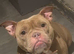 Micro/exotic bully female