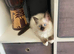 TICA Registered Ragdoll Kittens