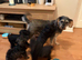 Beautiful Schoodles Pups
