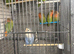 Lovebirds