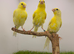 2926 canaries available