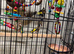 Gold finches