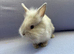 Two Lionhead Babies
