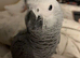 Baby African Grey