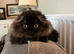 Beautiful Scottish Fold Charcoal and Brown Kitten
