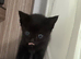 Ready to leave kittens wanting a forever home