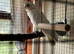 Pair Bare Eyed cockatoos