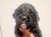 Stunning Ultra Bernedoodle puppies