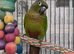 Baby conure for sale