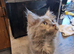 Main Coon x Russian Blue