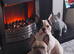 French bulldogs