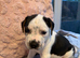 Cane corso x pressa canario