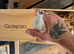 Java finch babies
