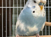 Pair of Budgies with cage