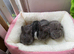 4 mini lop baby’s for sale