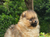 *Beautiful pedegree pomeranian pup*