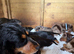 Beautiful litter of docker puppies Merle dapple