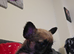 Chorkie x jorkie