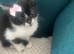 beautiful kittens