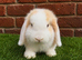Pure breed mini lop bucks