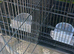 Bird cage 76cm L x 46H x 46 W collapsible cage with cage dividing grill to split into two cages