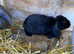 Mini lops