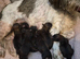Beautiful shorkie puppies (Shih-tzu x Yorkshire terrier)- family raised
