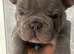Beautiful kc registered French bulldog puppies