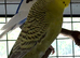 Dun Fallow Male Budgie