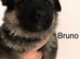 German Shepherd Puppies for sale
