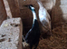 Indian runner ducks