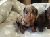 ️Miniature Dachshund Puppies