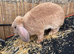 Large Male French Lop - 1 year old, ready for his new home!