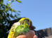 Beautiful Hand-Reared Baby Budgies &mdash; Various Colours Available