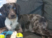 18 month old spaniel