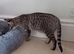 Gorgeous Silver and Black Spotted Full Pedigree TICA Registered Female Cat