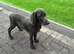 Gorgeous Weimaraner - Female