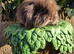 Pure mini lion lop babies