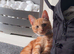 Kittens for sale