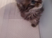 boy Maine coon mix