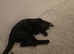 Female cross Bengal kitten looking for a good home