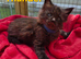 Maine Coon kittens for sale