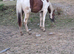 Beautiful gelding