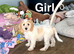 Snowflake adorable puppies looking for homes
